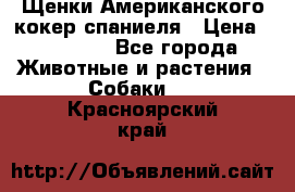 Щенки Американского кокер спаниеля › Цена ­ 15 000 - Все города Животные и растения » Собаки   . Красноярский край